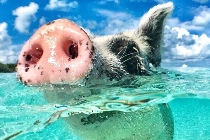 3 Islands Tour, Swim with Pigs, Turtles, Snorkelling & lunch - Key points to know before booking
