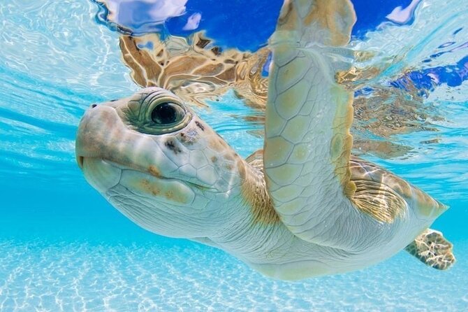 3 Islands Tour, Swim with Pigs, Turtles, Snorkelling & lunch - A boat tour built around three very different island stops