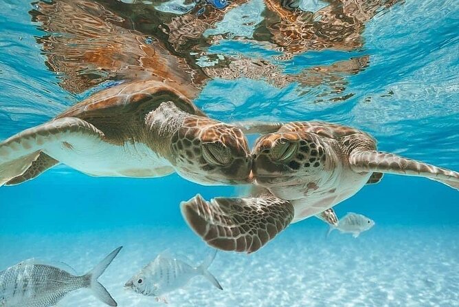 3 Islands Tour, Swim with Pigs, Turtles, Snorkelling & lunch - Pearl Island brings the first real snorkeling session