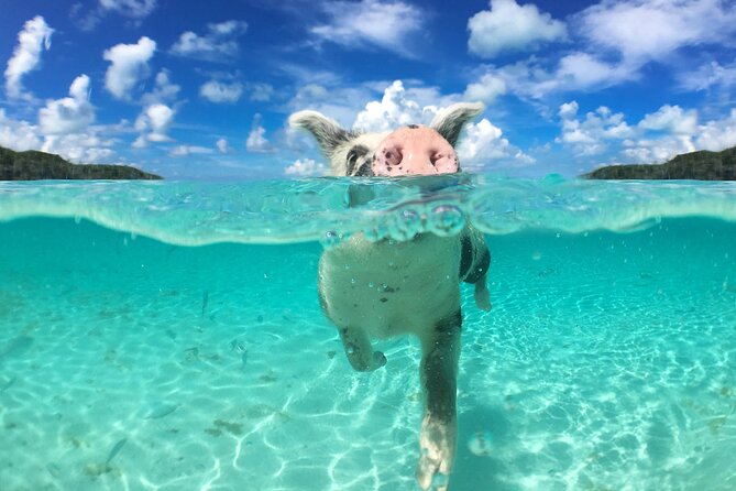 3 Islands Tour, Swim with Pigs, Turtles, Snorkelling & lunch - Green Turtle Cay is the trip’s most memorable stop