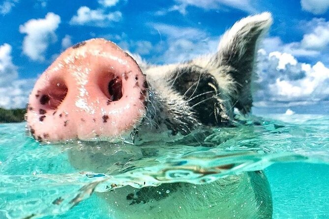 3 Islands Tour, Swim with Pigs, Turtles, Snorkelling & lunch - Rose Island combines pigs, beach time, and lunch