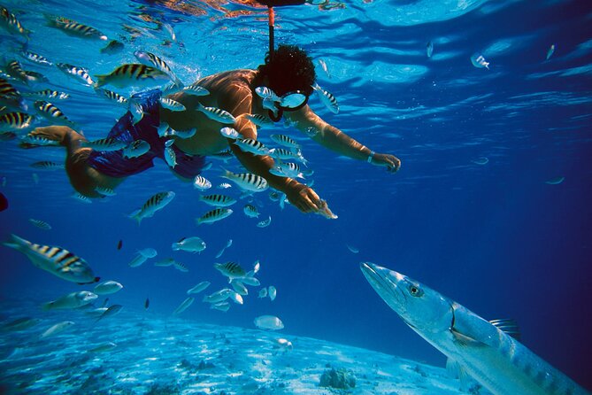 3 Islands Tour, Swim with Pigs, Turtles, Snorkelling & lunch - Price and value at $175 per person