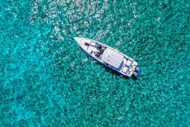 5 Hours Pigs and Turtles with Beach Stop in Bahamas - Key points at a glance