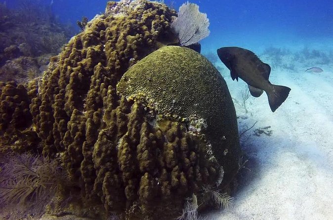 Adventures of the Lost Atlantis Bimini Road - Weather, cancellations, and the best time to book