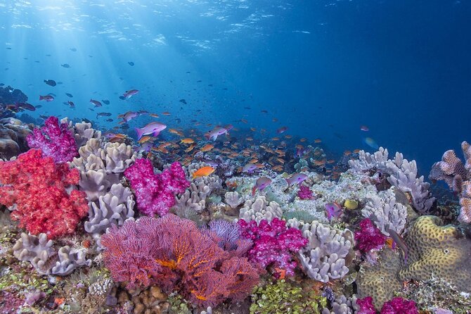 Adventures of the Lost Atlantis Bimini Road - What you see at Rainbow Reef