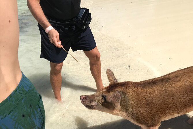 All Inclusive Swimming With The Pigs - The Nassau sights may not all fit in this version
