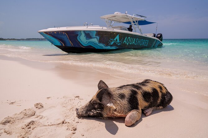 Bahamas Adventure: Pigs, Reef, Turtles, and Beach with Lunch - Key things to know before you book
