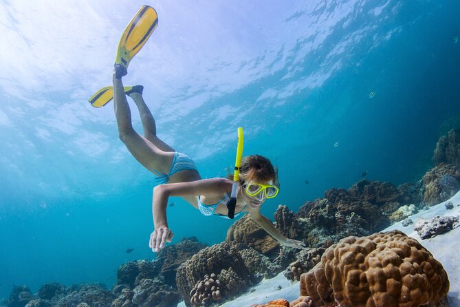 Bahamas Adventure: Pigs, Reef, Turtles, and Beach with Lunch - Green Cay and the sea turtles