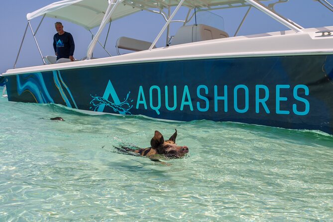 Bahamas Adventure: Pigs, Reef, Turtles, and Beach with Lunch - The pig encounter at Rose Island