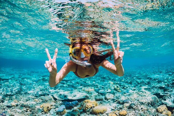 Bahamas Adventure: Pigs, Reef, Turtles, and Beach with Lunch - What is included for $299?