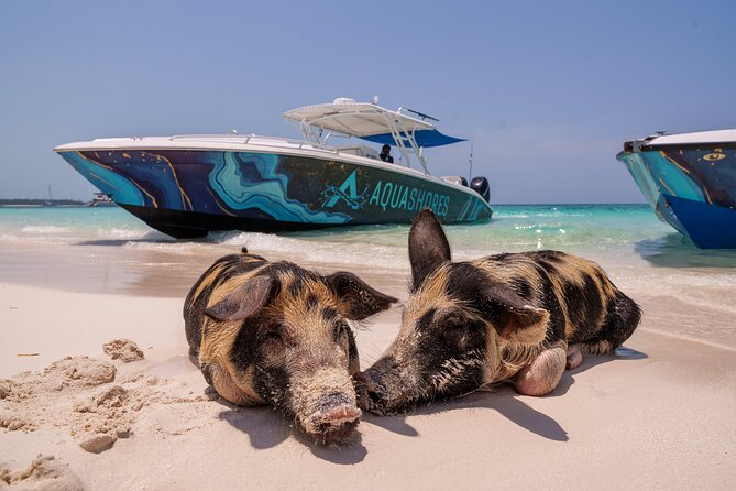 Bahamas Adventure: Pigs, Reef, Turtles, and Beach with Lunch - Rose Island reef snorkeling, about 35 minutes