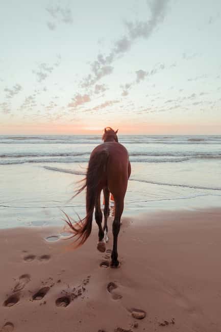 Bahamas: Nassau Horseback Riding on Beaches & Trails - Key points to know before you book
