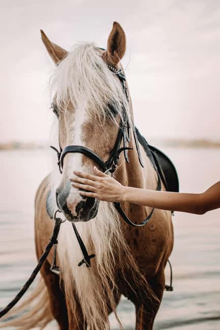 Bahamas: Nassau Horseback Riding on Beaches & Trails - A two-hour ride with a proper payoff