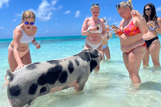 Bahamas Swimming Pigs Experience on Rose Island - Beach time, paddle boards, and a useful backup plan