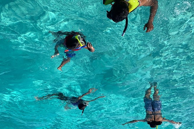 Bluefinn242 Swim with the Turtles in Nassau Bahamas - Key points to know before booking