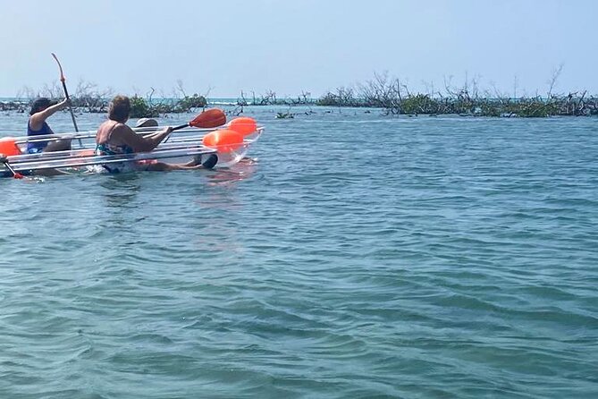 Clear Kayak Tour - Why the mangroves make this tour worthwhile