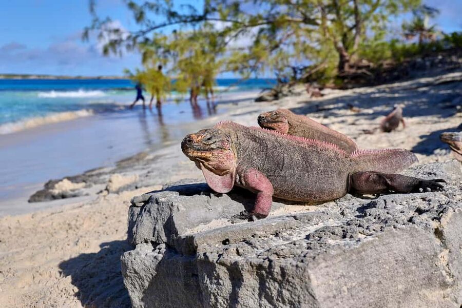 Exclusive Fly-In Premium Beach Experience from Nassau - Snorkeling inside Thunderball Grotto