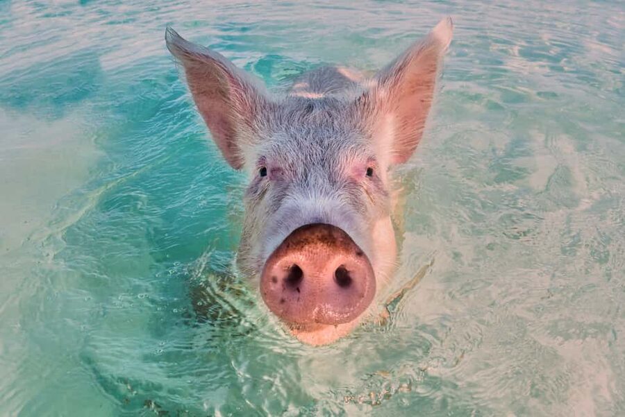 Exclusive Fly-In Premium Beach Experience from Nassau - Iguanas, sand, and open water