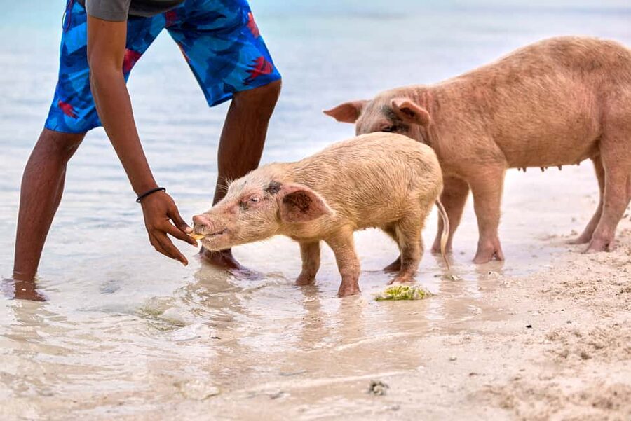 Exclusive Fly-In Premium Beach Experience from Nassau - Meeting the swimming pigs at Big Major Cay