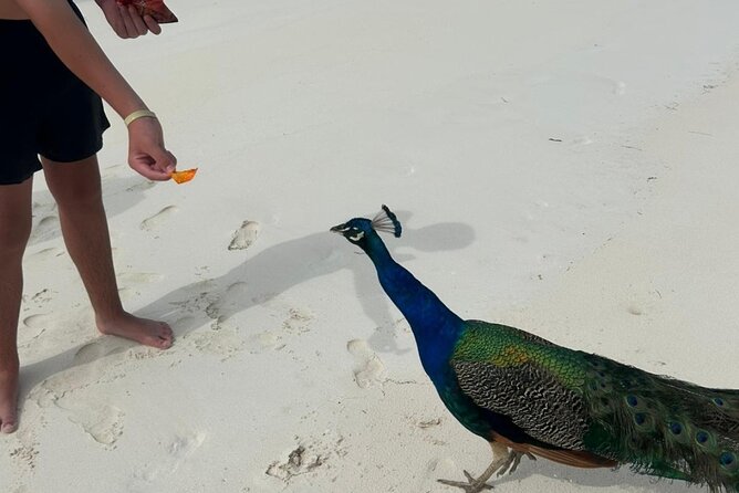 Exotic half day private charters to Rose Island, Pigs and Turtles - The harbor ride gives you a quick Nassau introduction