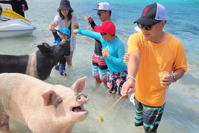 Exotic half day private charters to Rose Island, Pigs and Turtles - A remote beach gives you room to slow down