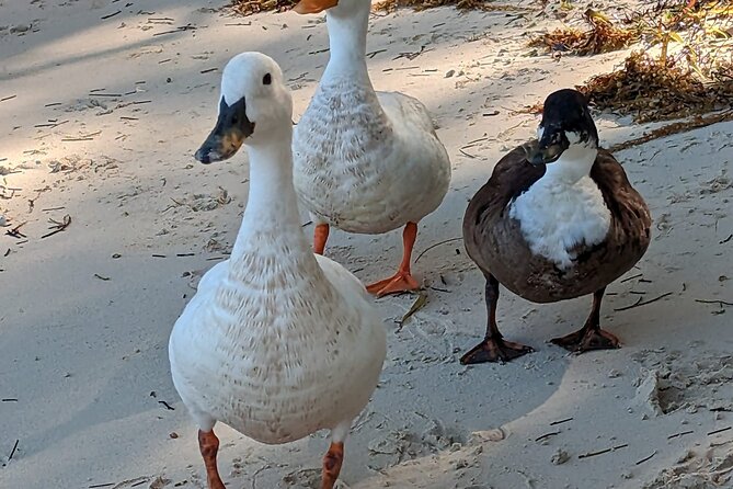 Experience The Eleutheras and Pink Sands Beach - Lunch and the route details to verify