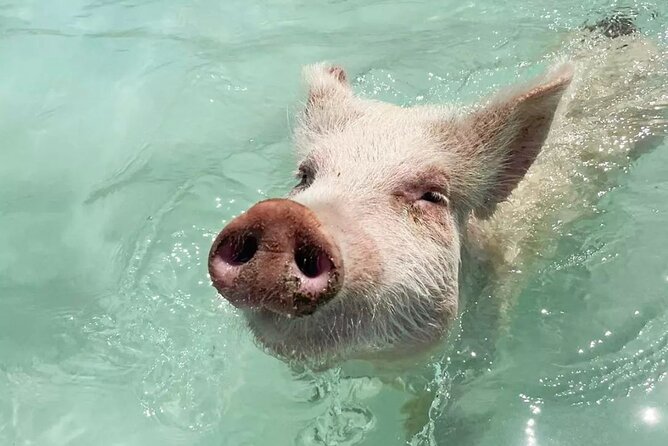 Experience The Exumas and the World Famous Swimming Pigs - The 78-mile run from Paradise Island