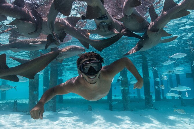 Experience The Exumas and the World Famous Swimming Pigs - Pig Beach and the famous swimming pigs