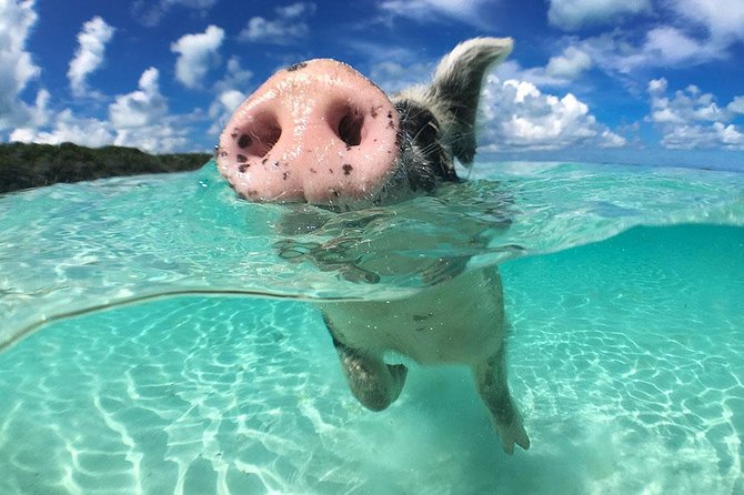 Exuma Day Away - Original Swimming Pigs Excursion - What you are really paying for on this Exuma day trip
