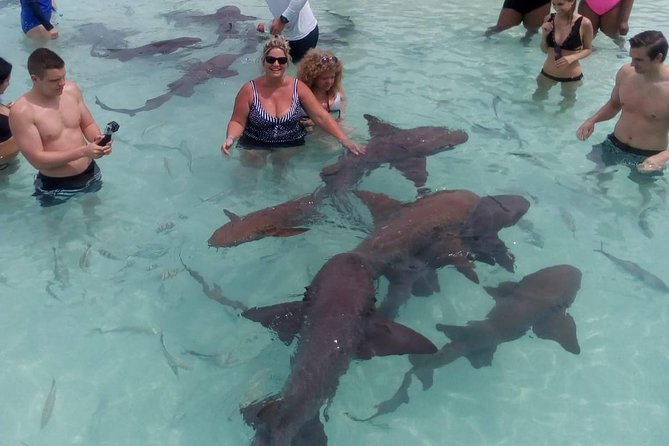 Exuma Day Away - Original Swimming Pigs Excursion - Big Major Cay and the famous swimming pigs