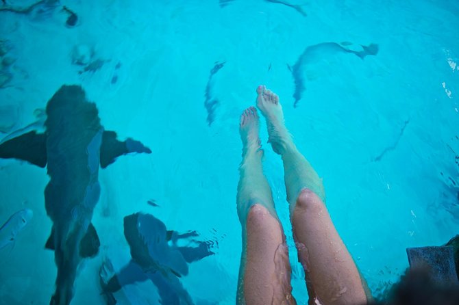 Exuma Elite Escape: Luxury Fly-In Pig Beach Adventure - 7 Stops - Compass Cay: getting close to nurse sharks