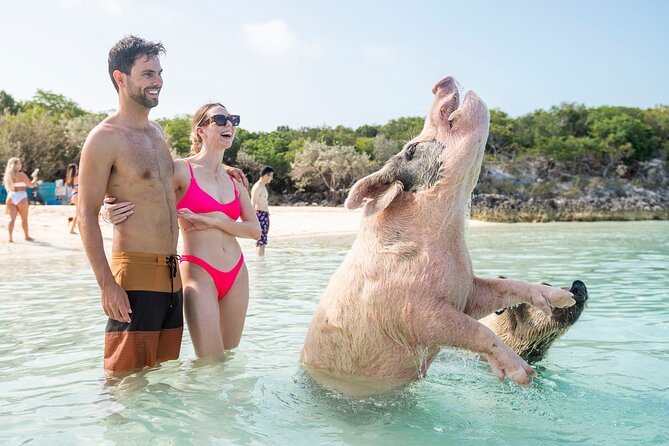 Exuma Elite Escape: Luxury Fly-In Pig Beach Adventure - 7 Stops - Pig Beach: famous, friendly, and busy by nature