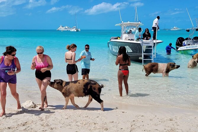 Exuma Full Day Swimming Pigs Group Boat Tour - The Exuma Sandbar Is the Quiet Finish