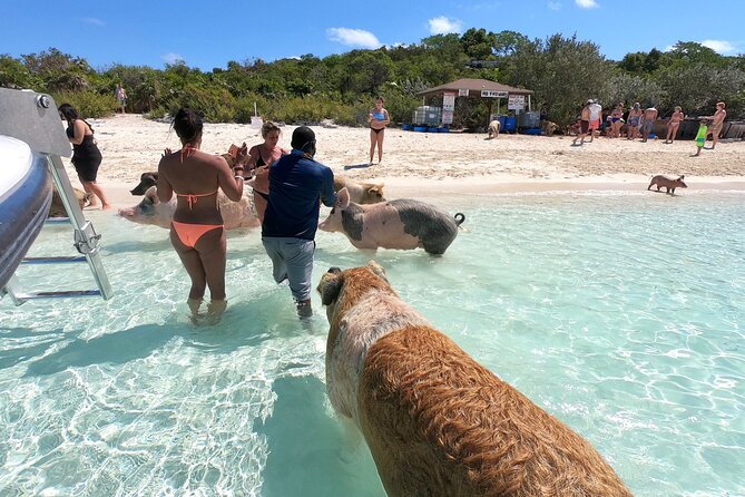 Exuma Full Day Swimming Pigs Group Boat Tour - Pig Beach and the Main Event
