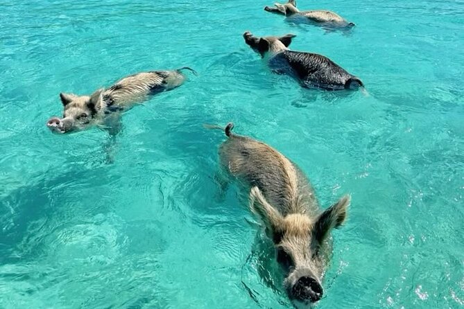 Exuma Island and Cays Tour - Big Major Cay and the Swimming Pigs