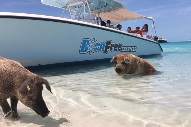 Exuma Island Hopping Swimming Pigs Tour with Lunch from Nassau - Great Exuma lunch and a useful pause