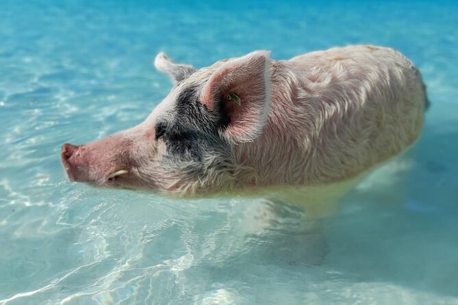 Exuma Island Hopping Swimming Pigs Tour with Lunch from Nassau - Norman’s Cay and the sunken plane wreck