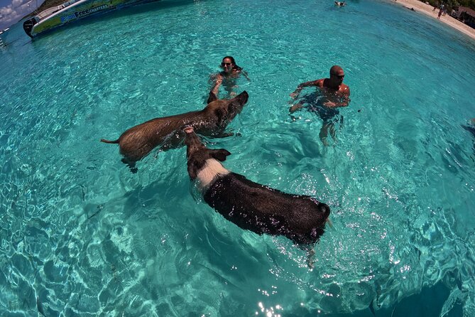 Exuma Island Hopping Swimming Pigs Tour with Lunch from Nassau - A final sandbar or beach stop