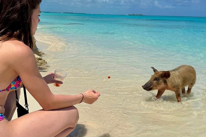 Fast Track Swimming Pigs Encounter - Why this Rose Island trip works for a short Bahamas visit