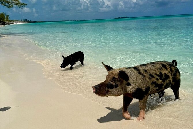 Fast Track Swimming Pigs Encounter - Arriving at Rose Island and meeting the pigs