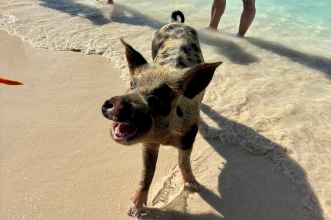 Fast Track Swimming Pigs Encounter - Is $69 a good price?