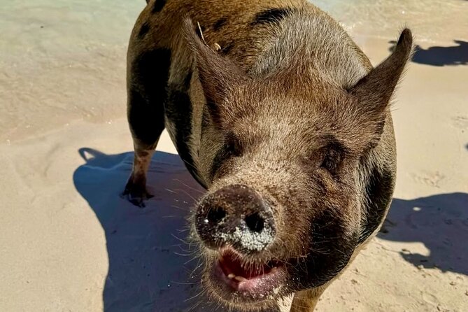 Fast Track Swimming Pigs Encounter - Timing, group size, and practical planning