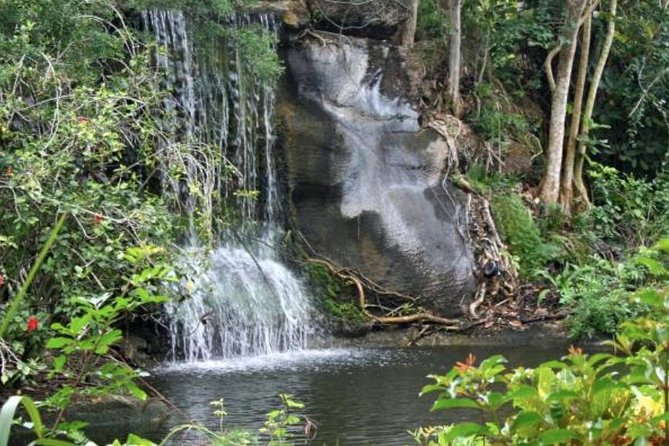 Freeport Shore Excursion: Garden of the Groves and City Tour - A half-day view of Grand Bahama