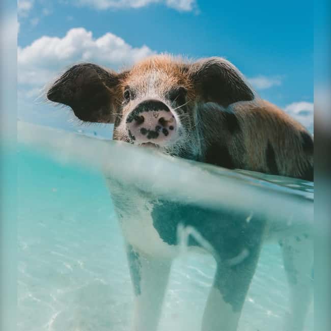 From Nassau: Swim with Pigs Safari - Quick takeaways for your Nassau boat trip