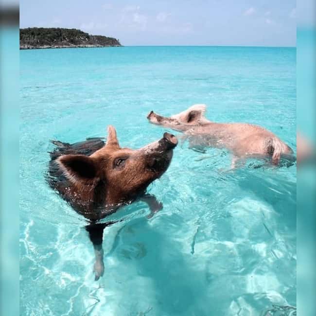 From Nassau: Swim with Pigs Safari - Meeting the pigs at Pig Beach