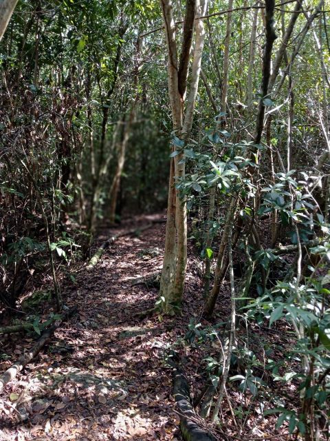 Guided Primeval Nature Walk Tour - Arawak Cay and the taste of conch