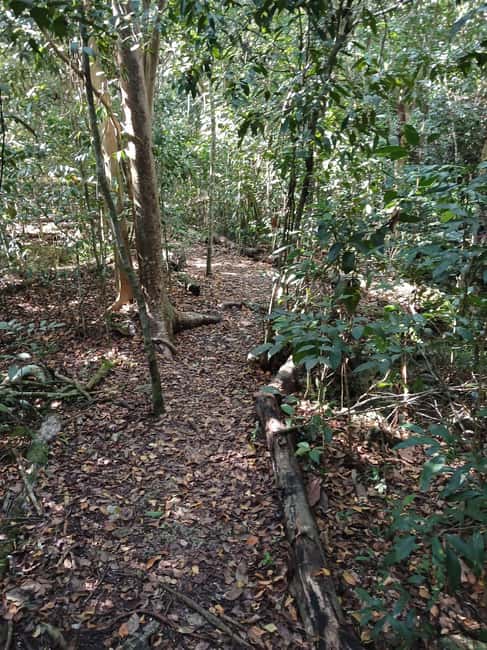 Guided Primeval Nature Walk Tour - Guide quality and the value of personal attention