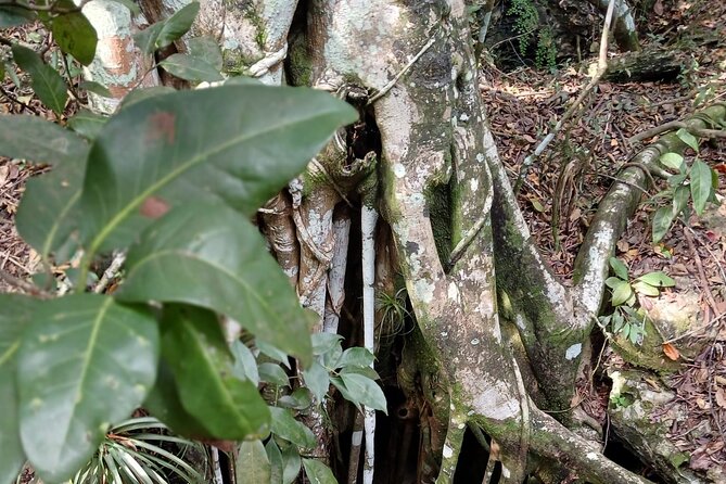 Guided Primeval Nature Walk Tour in Primeval Forest National Park - Arawak Cay finishes with conch and Bahamian food culture
