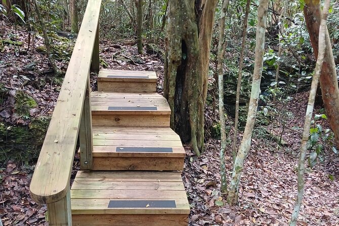 Guided Primeval Nature Walk Tour in Primeval Forest National Park - Who should book this Nassau tour?