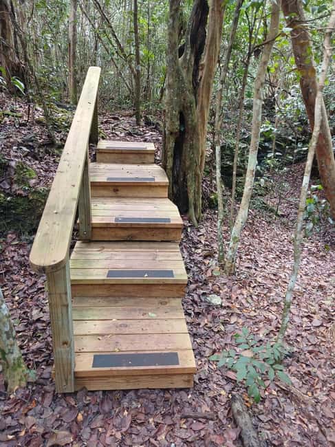 Guided Primeval Nature Walk Tour - From the cruise terminal to New Providence’s limestone caves